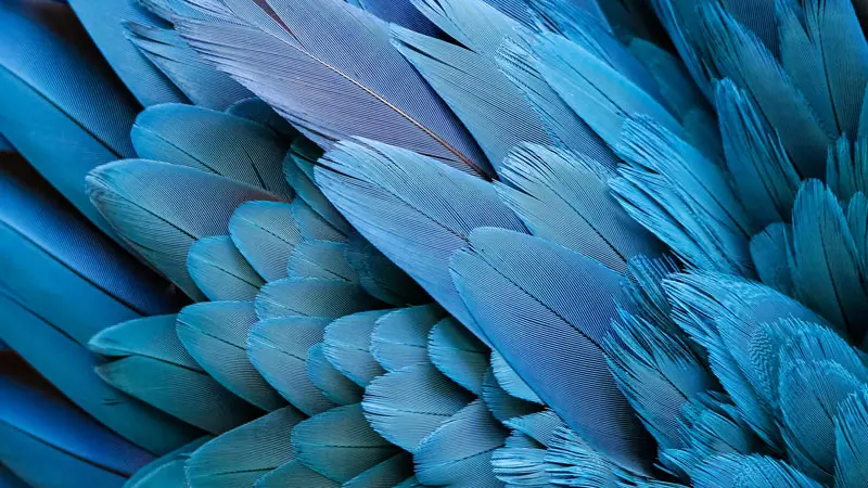Closeup of a bird’s feathers