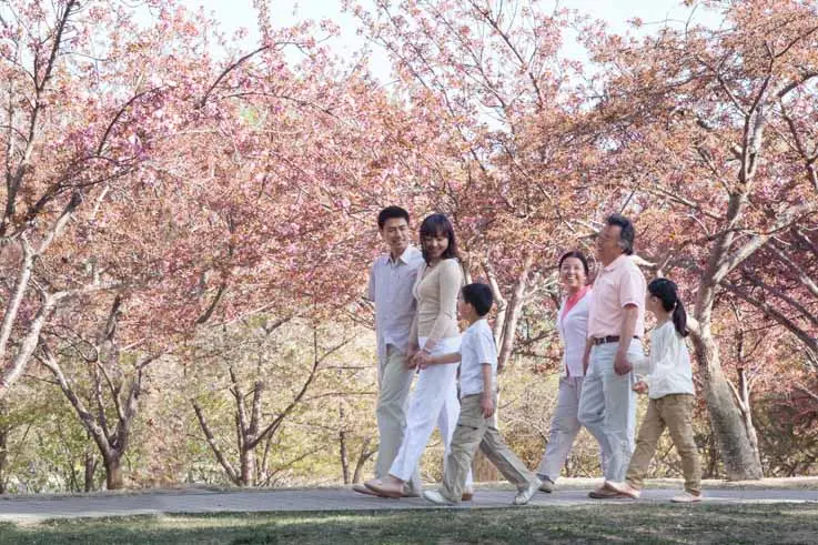 asian family walking among blossoming trees in springtime