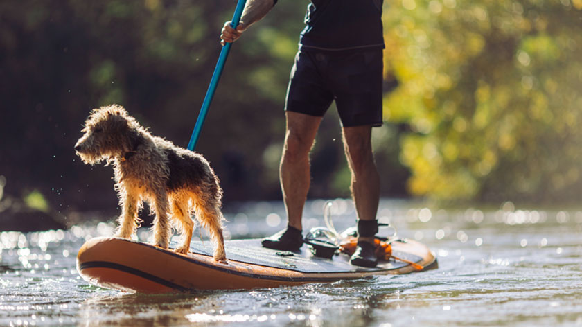 man exploring river on paddleboard with dog