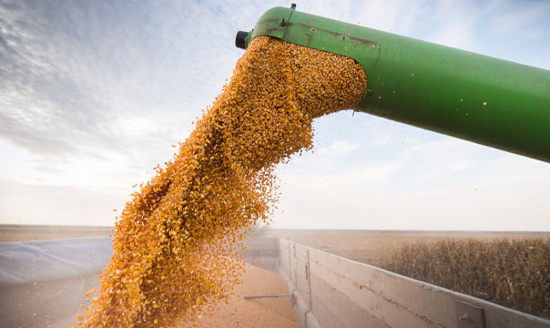 Commodities grain